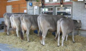 ZF Jana Flck Sepp St. Niklausen 82A